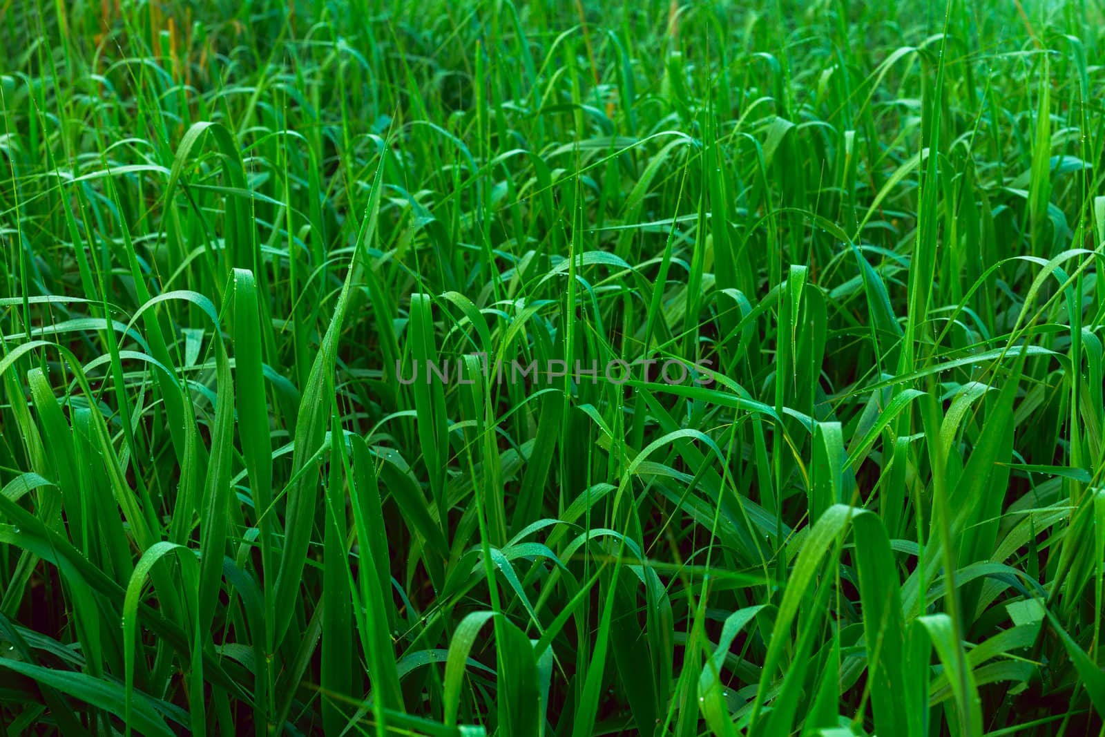 morning dew on grass with selective focus and blur.