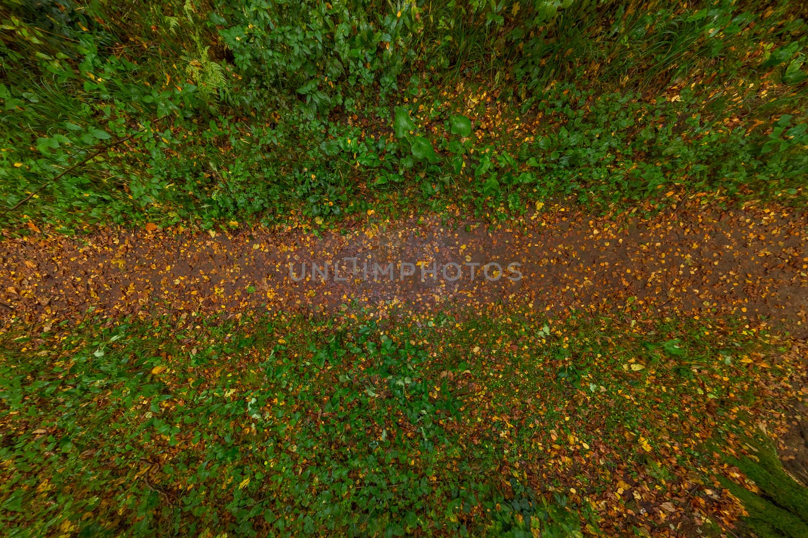 top-down closeup wide angle view on wet autumn forest pathway with yellow leaves and dirt.