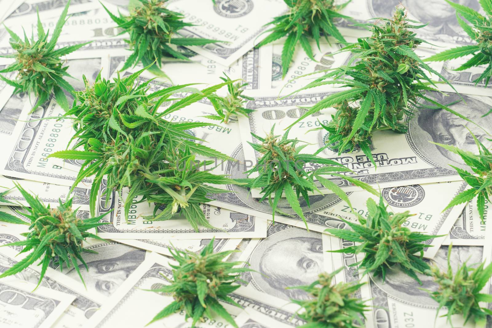 marijuana on dollar bill