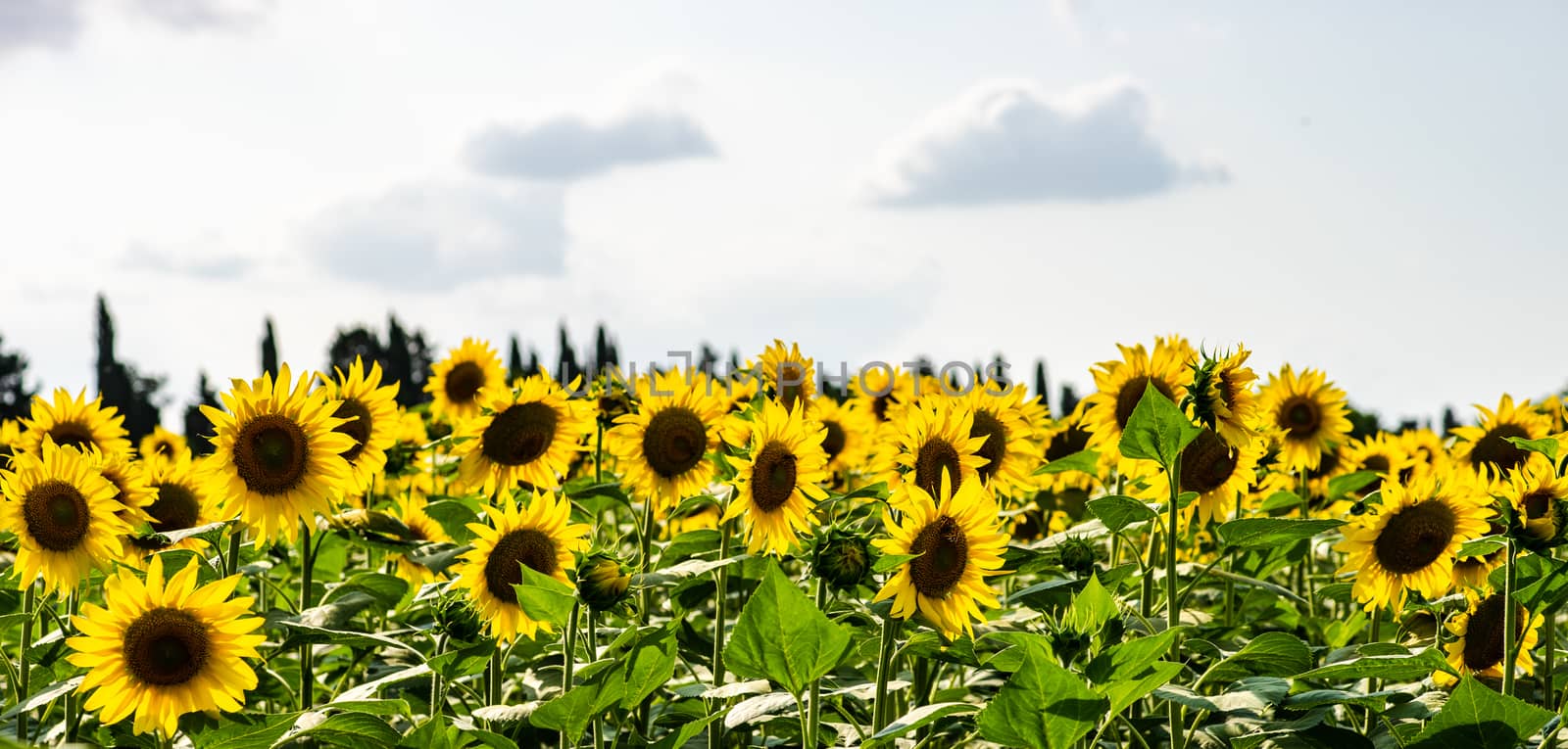 Blooming sunflowers in a field  by Elet