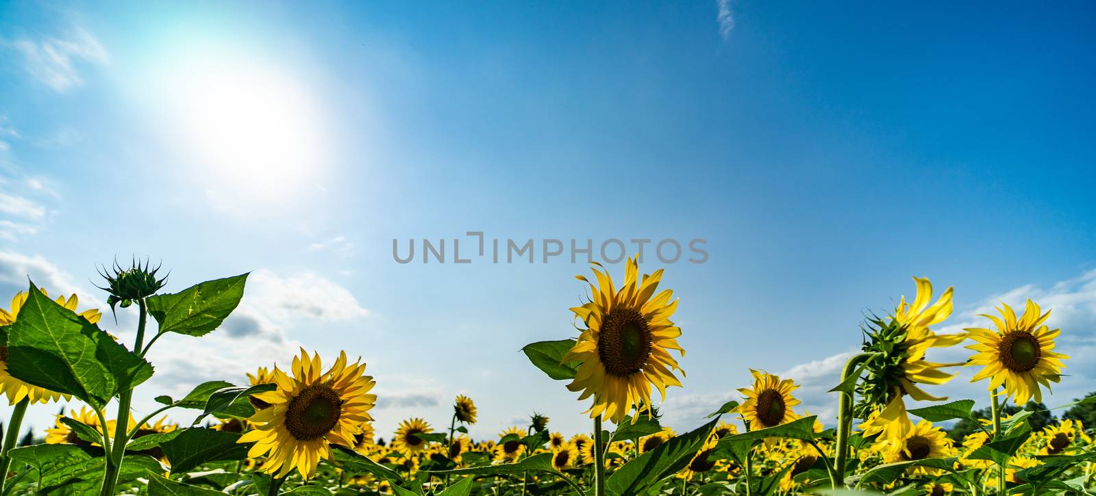 Blooming sunflowers in a field  by Elet