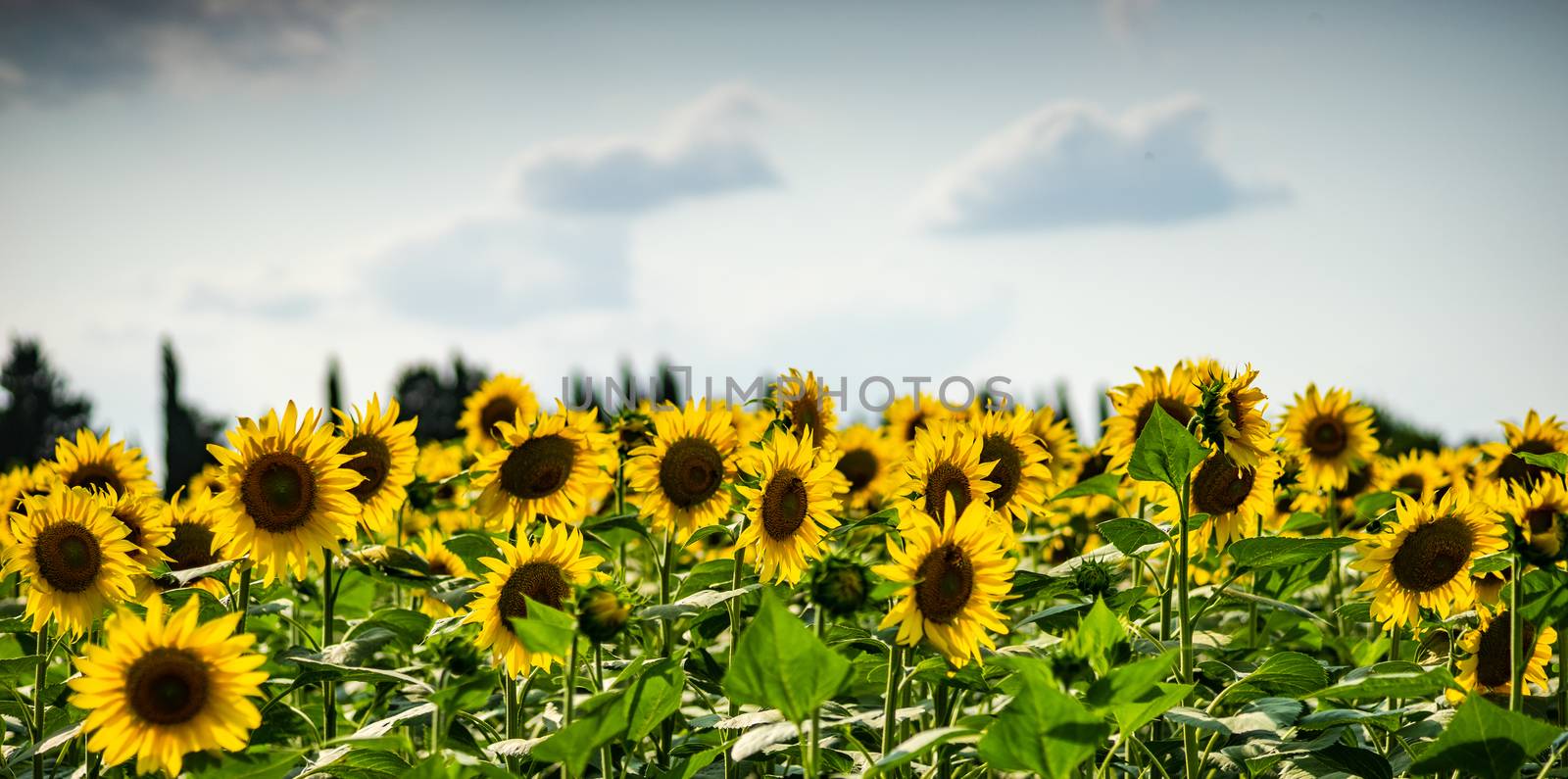 Blooming sunflowers in a field  by Elet