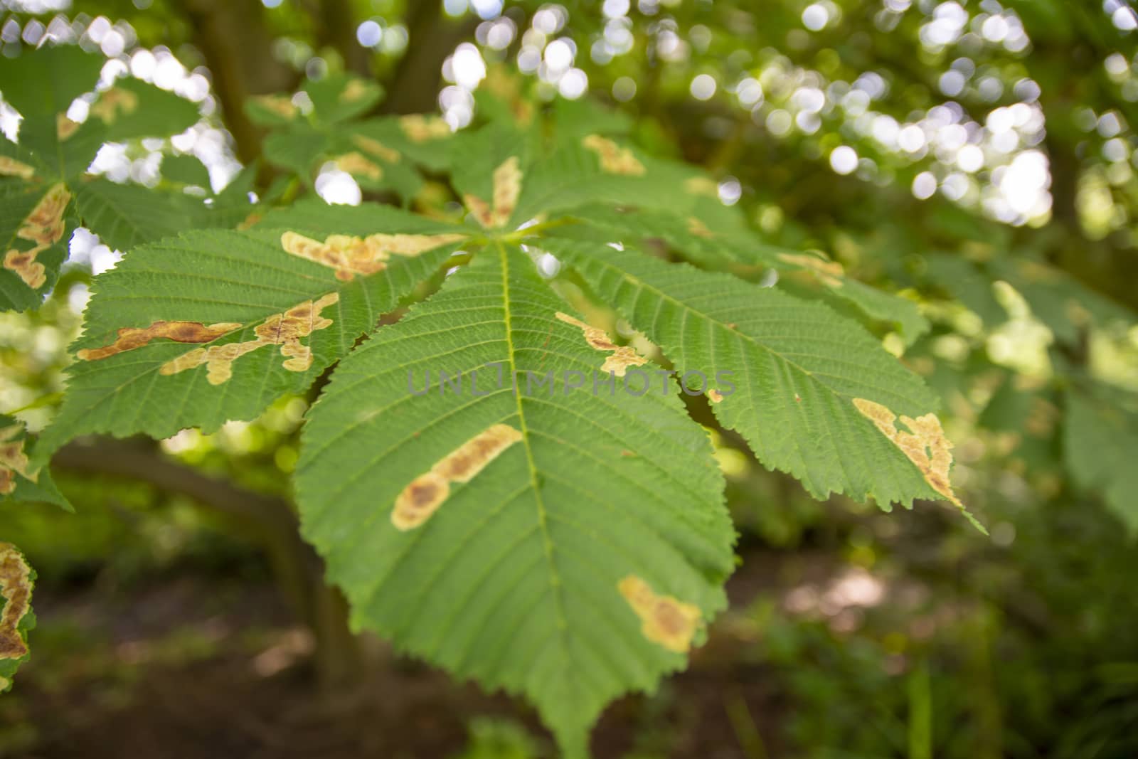 Horse chestnut leafs affected by Horse chestnut leaf-mining moth resulting in brown stains by kb79