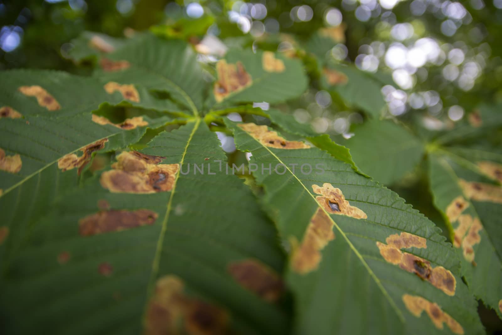 Horse chestnut leafs affected by Horse chestnut leaf-mining moth resulting in brown stains. Nature.