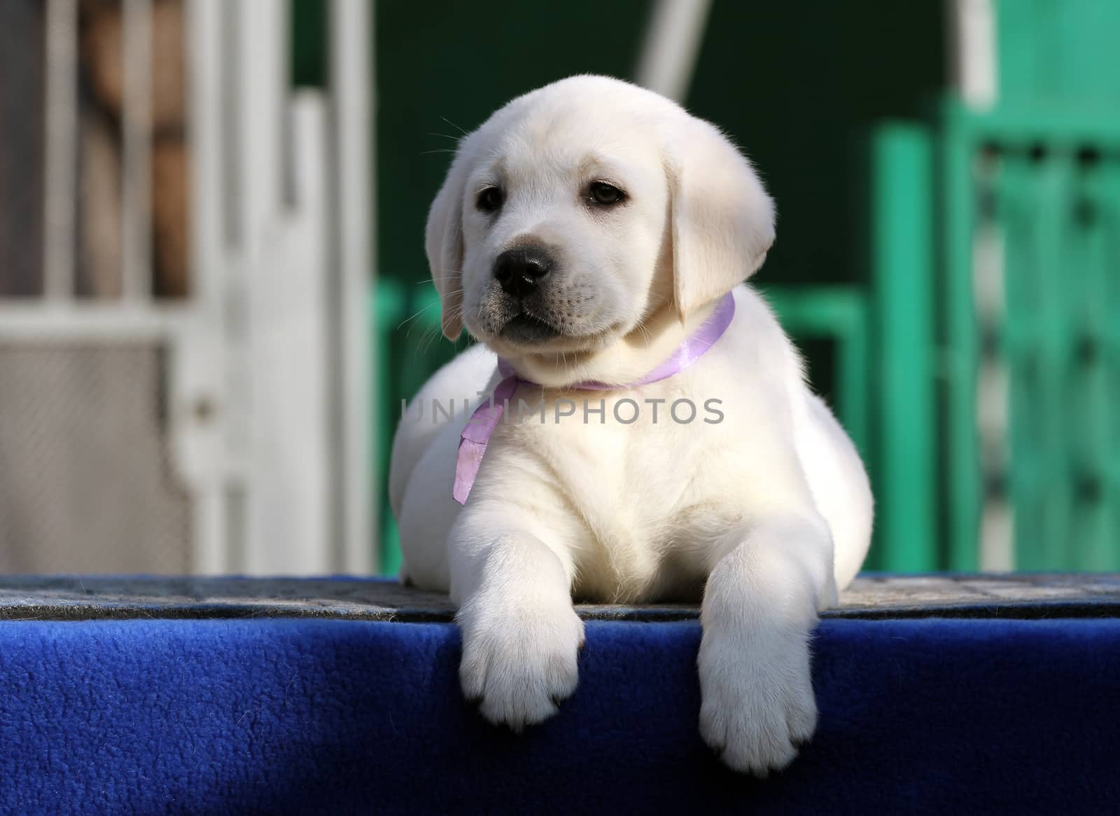 little labrador puppy on a blue background