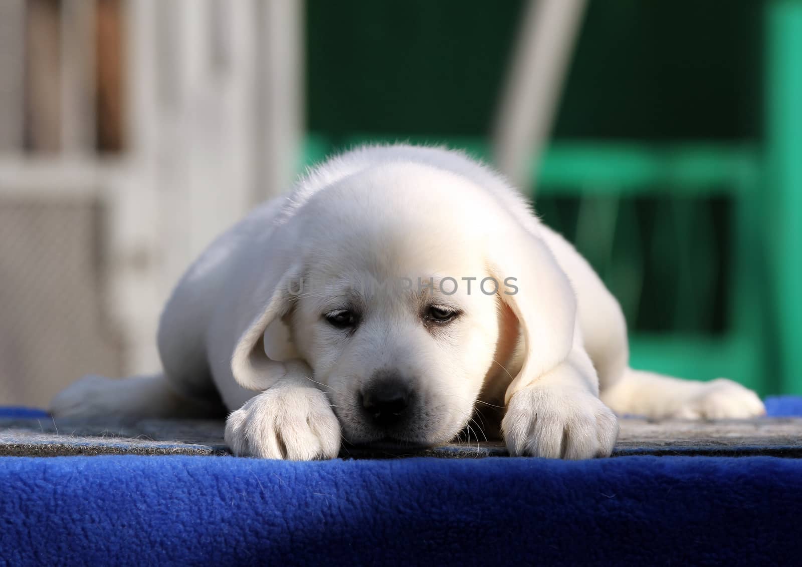 a nice little labrador puppy on a blue background