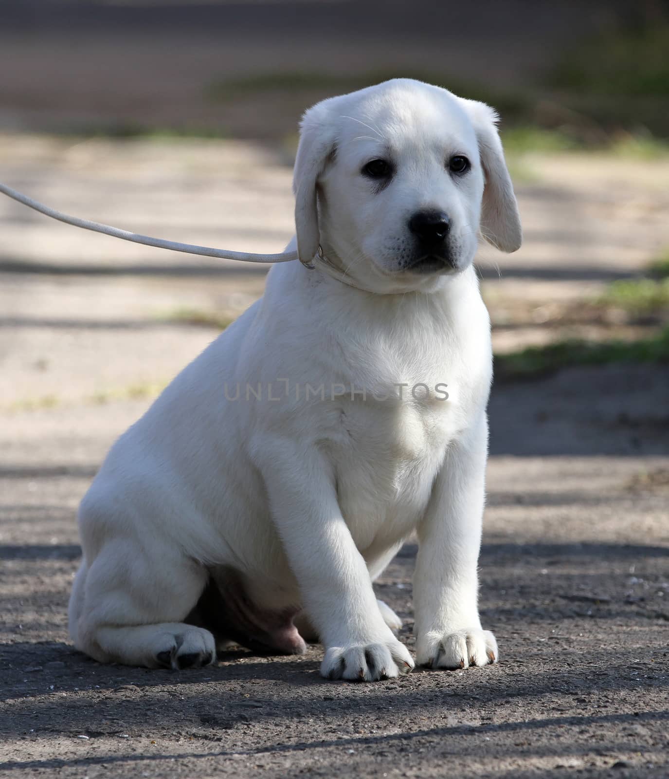 nice yellow labrador playing in the park