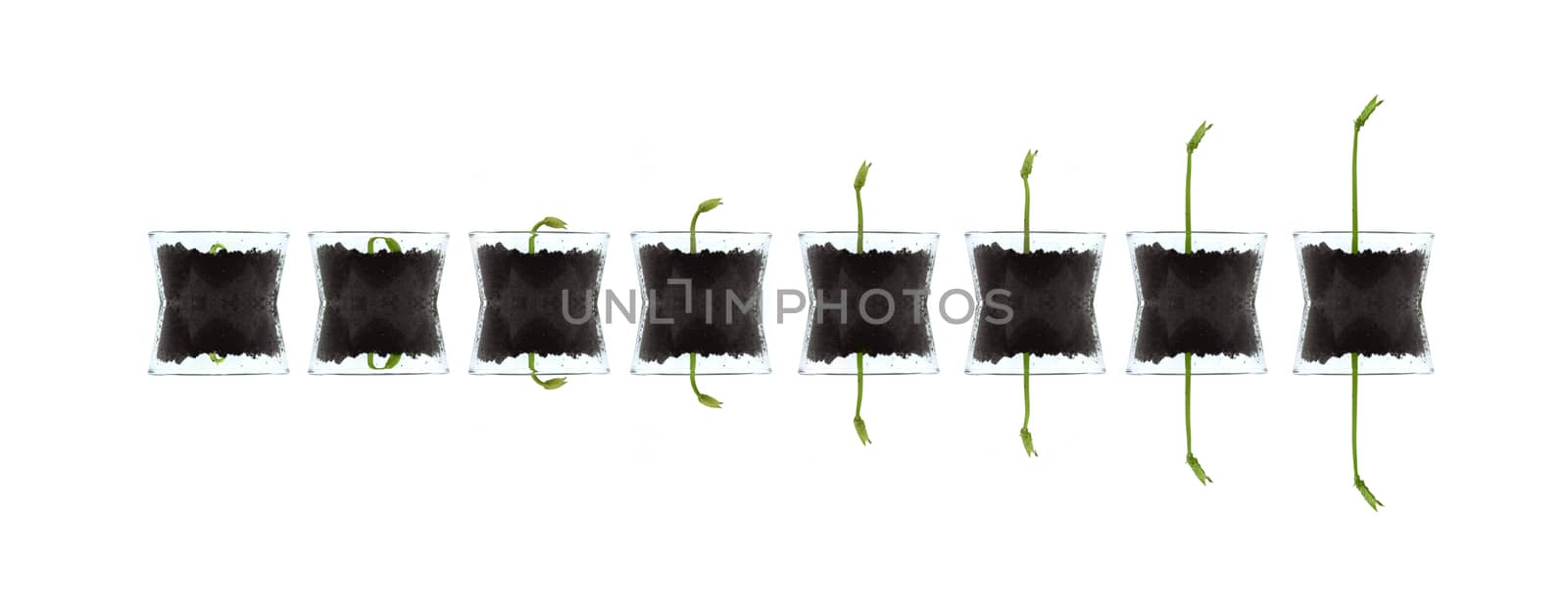 Smal plants isolated against white artistic photo