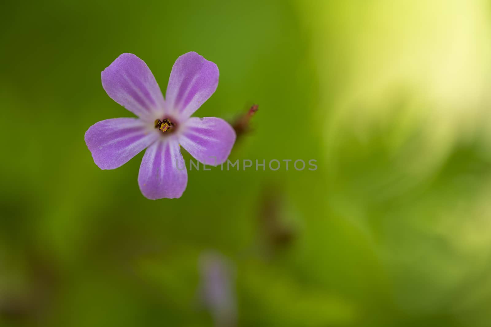 Pink meadow flower close-up by Robertobinetti70