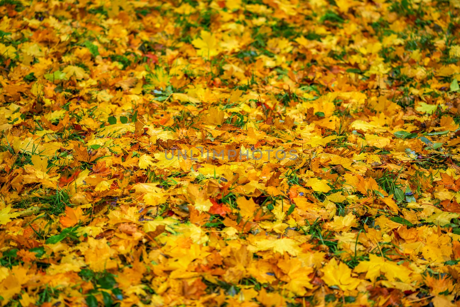 Autumn shallow depth of field background from fallen maple leaves with selective focus - made by telephoto lens
