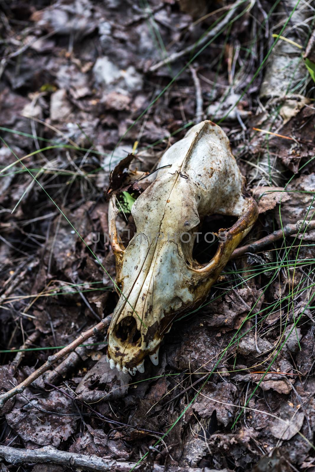 fox scull on dry leaves forest ground closeup with selective focus and blur.
