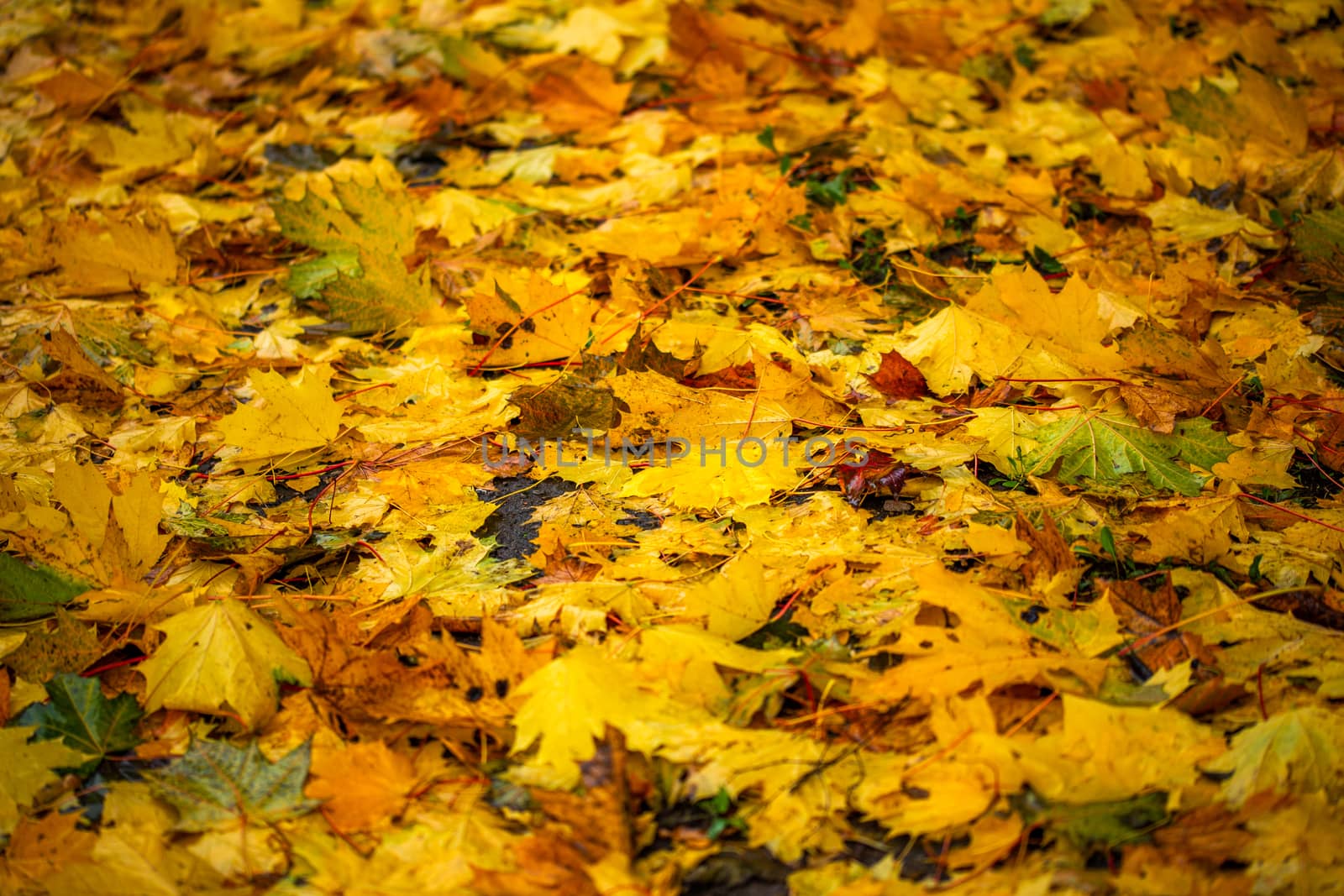 fallen maple leaves with selective focus and shallow depth of field - made with telephoto lens