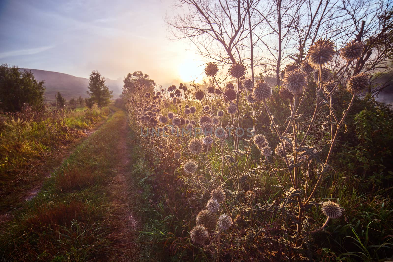 Milk thistle on side of rural pathway near river at foggy mornin sunrise with dew and spider web. Selective focus wide angle shot with natural lens falloff blur.