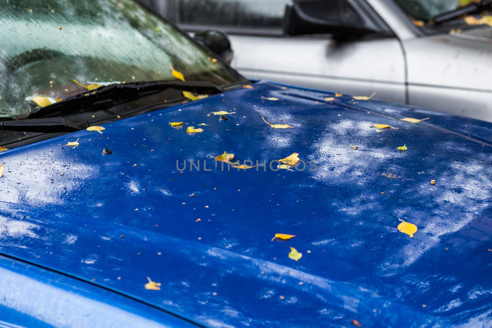 wet blue sapphire car surface at autumn rainy day with yellow birch leaves - selective focus with blur closeup composition