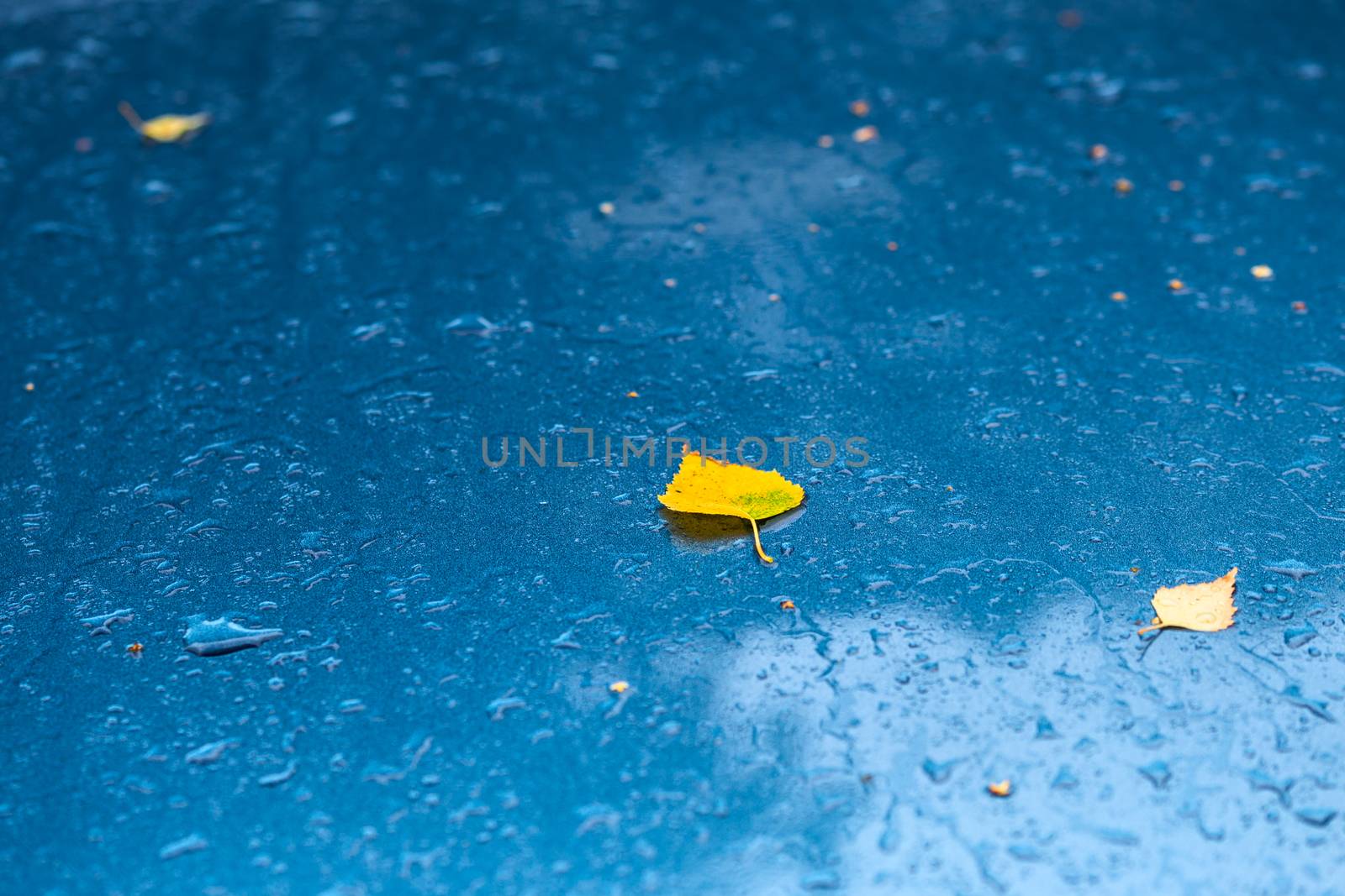 wet aquamarine blue metallic car surface at autumn rainy morning with yellow birch leaves - selective focus with blur closeup composition