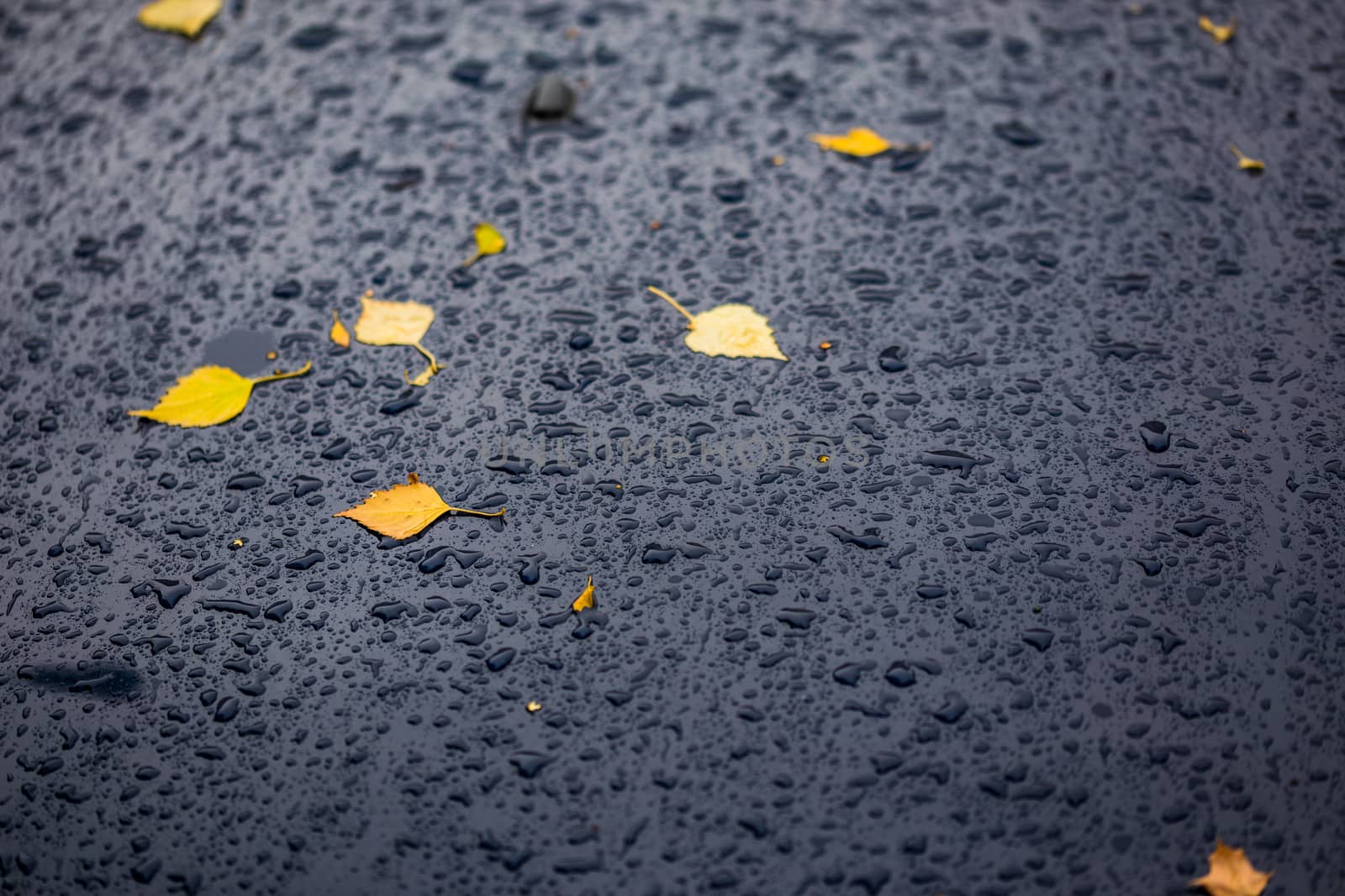 deep blue car at autumn rainy day with yellow birch leaves - selective focus with blur closeup composition