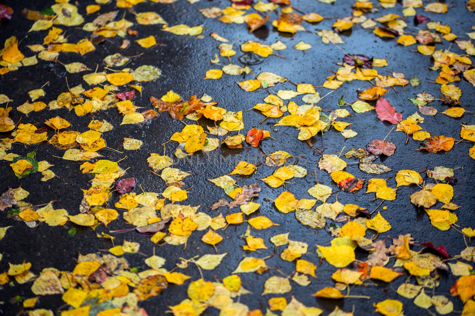 birch leaves on wet asphalt - autumn daylight background with selective focus and blur