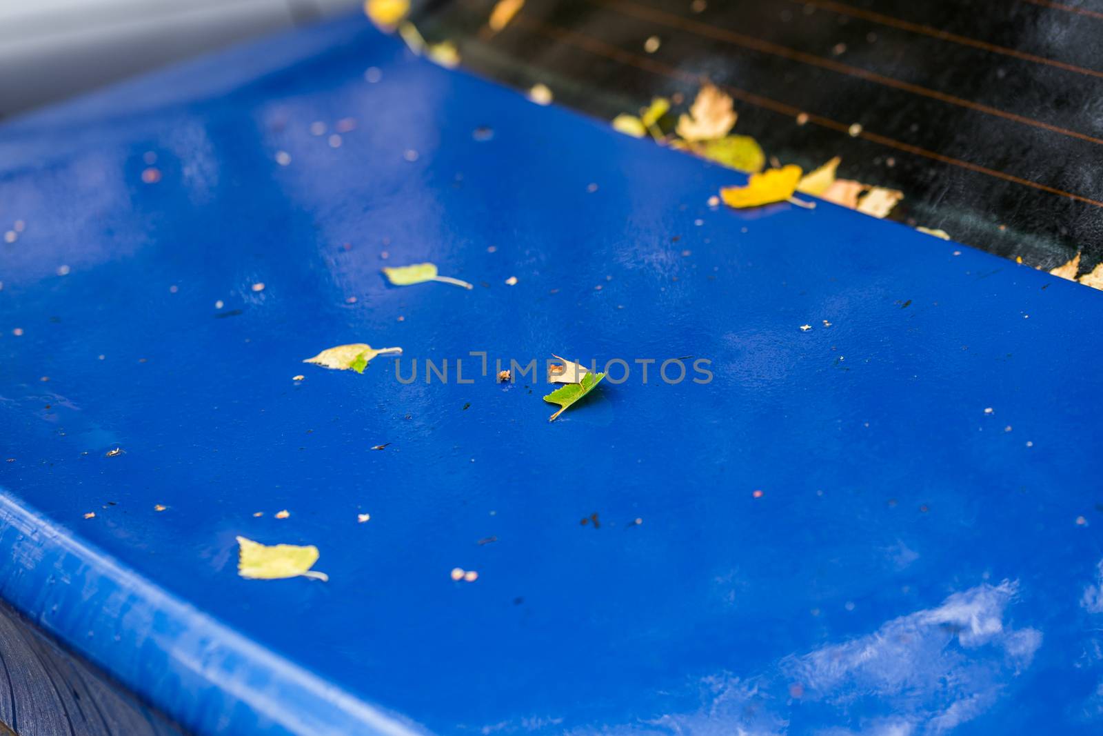 wet sapphire blue car surface at autumn rainy day with yellow birch leaves - selective focus with blur closeup composition