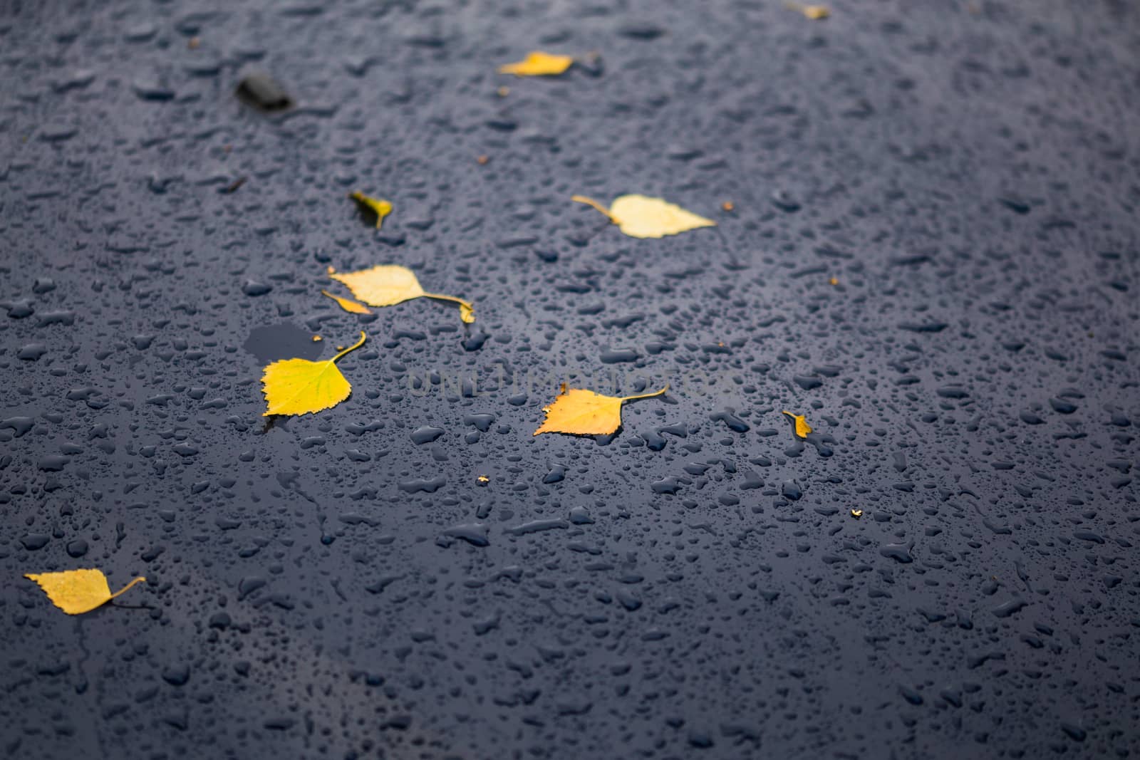deep blue car at autumn rainy day with yellow birch leaves - selective focus with blur closeup composition