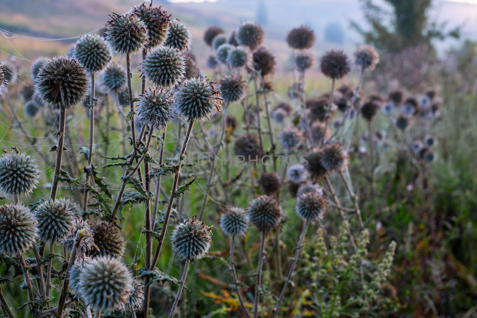 white milk thistle thicket and spider web at foggy morning close-up with selective focus.