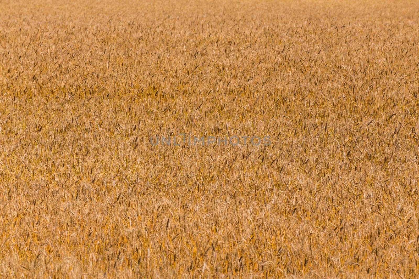 Yellow barley field at ddaytime under direct sunlight. Fully filled agriculture background.