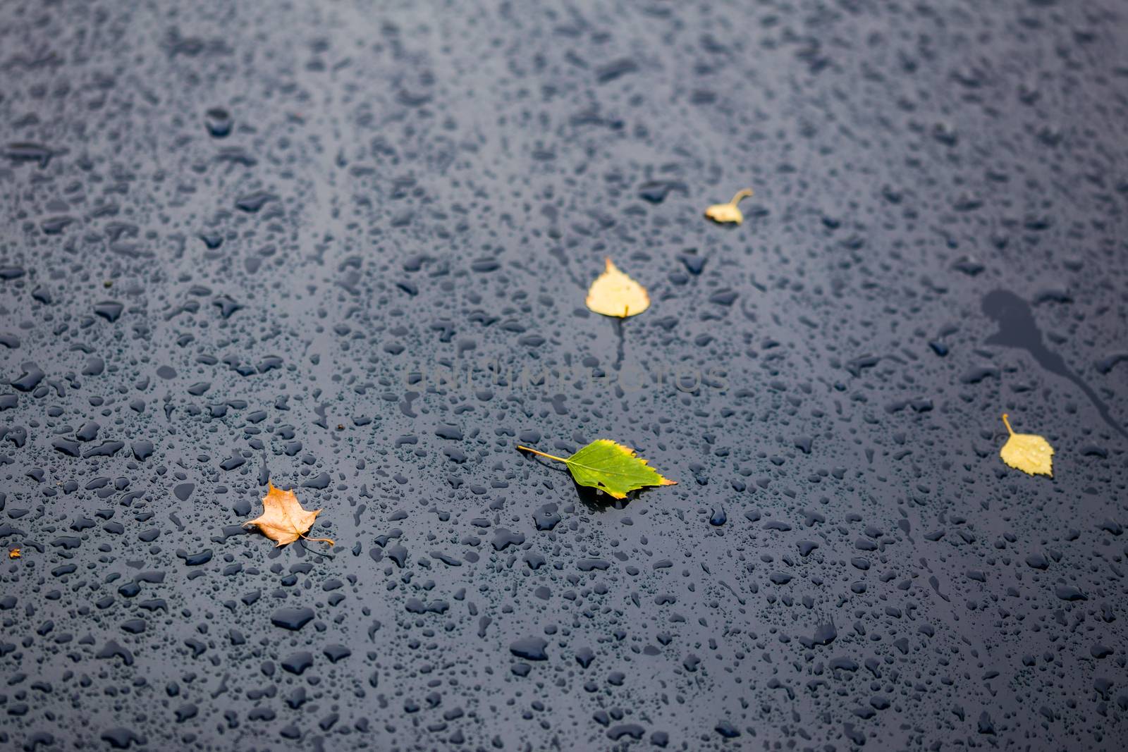 deep blue car at autumn rainy day with yellow and green birch leaves - selective focus with blur closeup composition