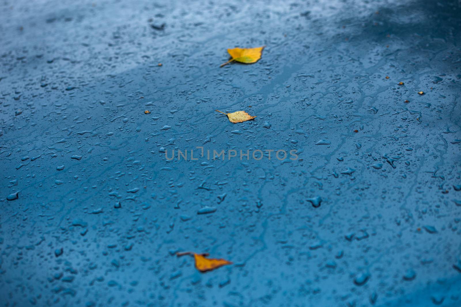 wet aquamarine blue car surface at autumn rainy day with yellow birch leaves - selective focus with blur closeup by z1b