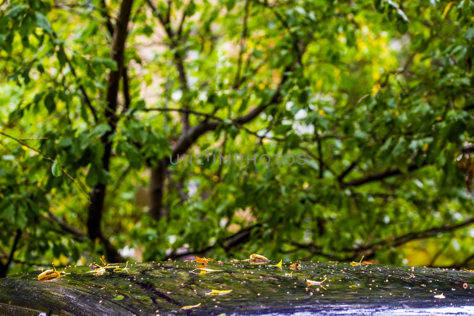 deep blue car roof at autumn rainy day with yellow birch leaves - selective focus with blur closeup by z1b