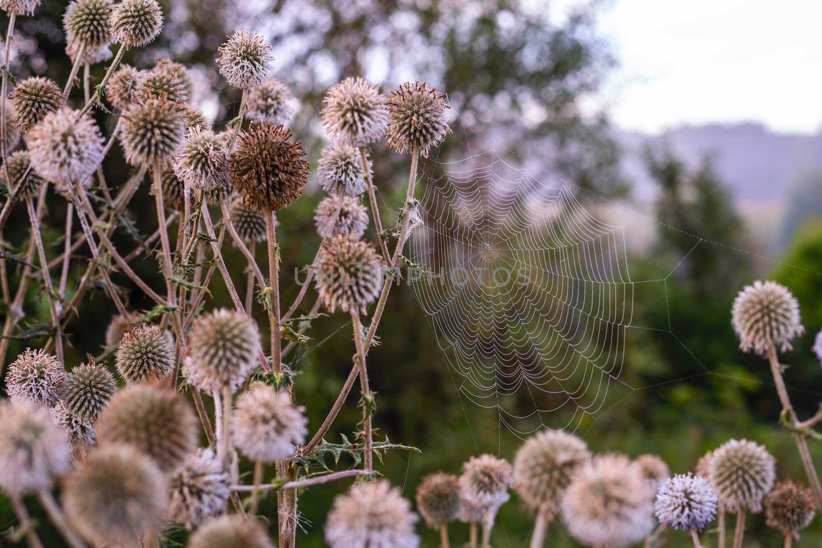 white milk thistle thicket and spider web at foggy morning close-up with selective focus.