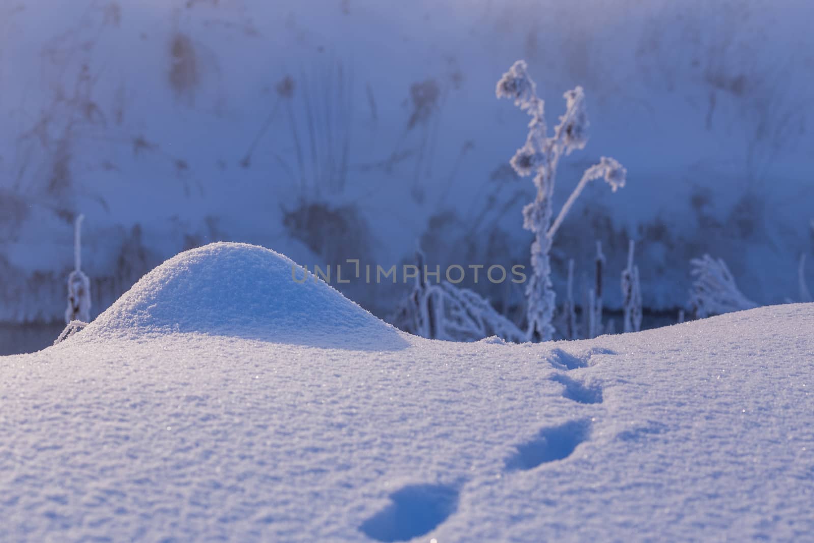 tiny snow hillock with small wild animal tracks near with selective focus and blur at daylight.