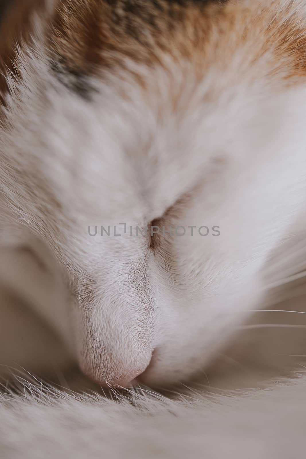 cute little white-red sleeping cat in closeup by Lukrecja
