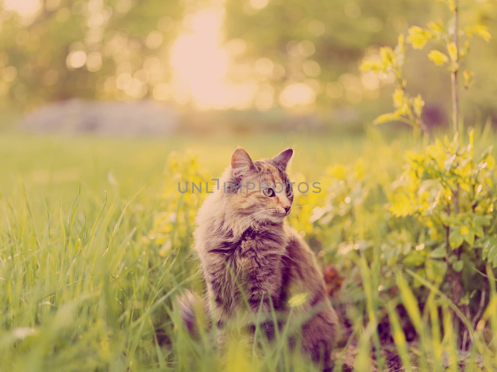 Cat sitting in grass by moodboard