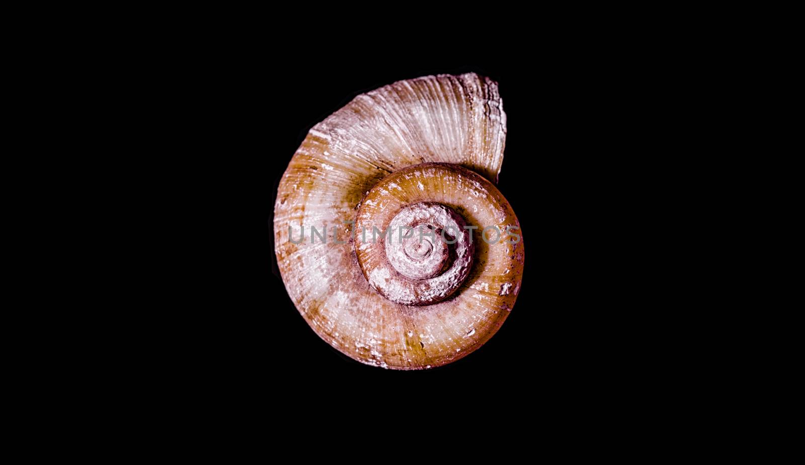 ocean shell on black background by Gera8th
