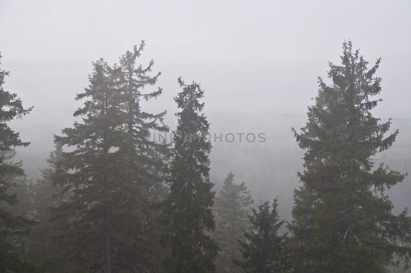 Pine forest in the region of North-Karelia, Finland