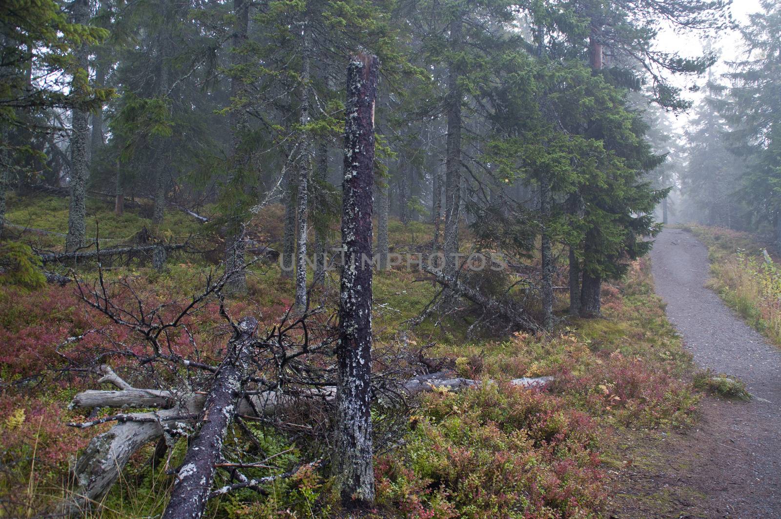 Pine forest in the region of North-Karelia, Finland