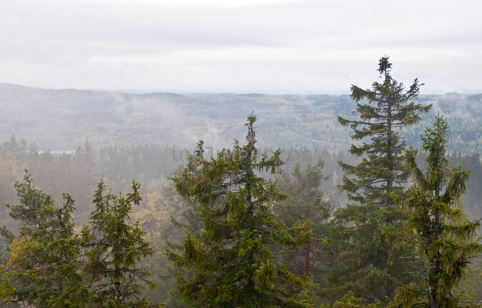 Pine forest in the region of North-Karelia, Finland