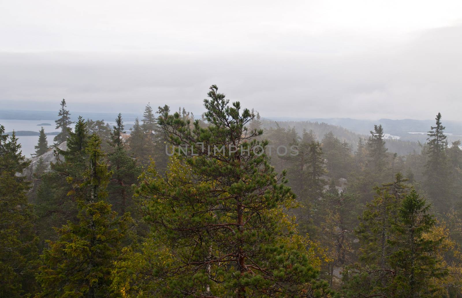 Pine forest in the region of North-Karelia, Finland