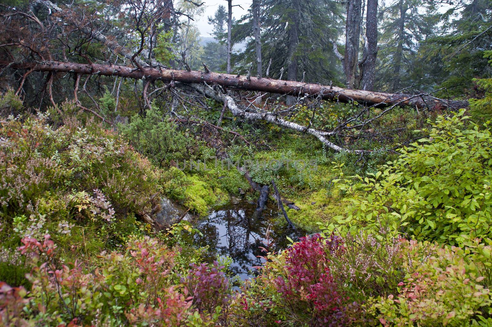 Pine forest in the region of North-Karelia, Finland