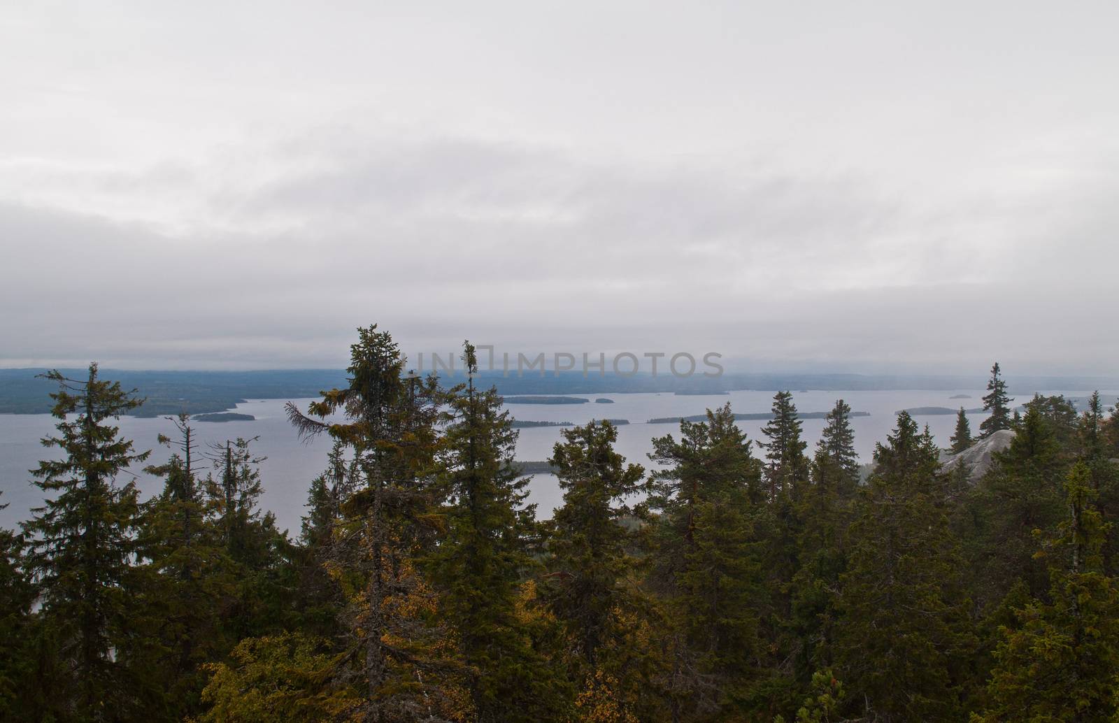 Pine forest in the region of North-Karelia, Finland