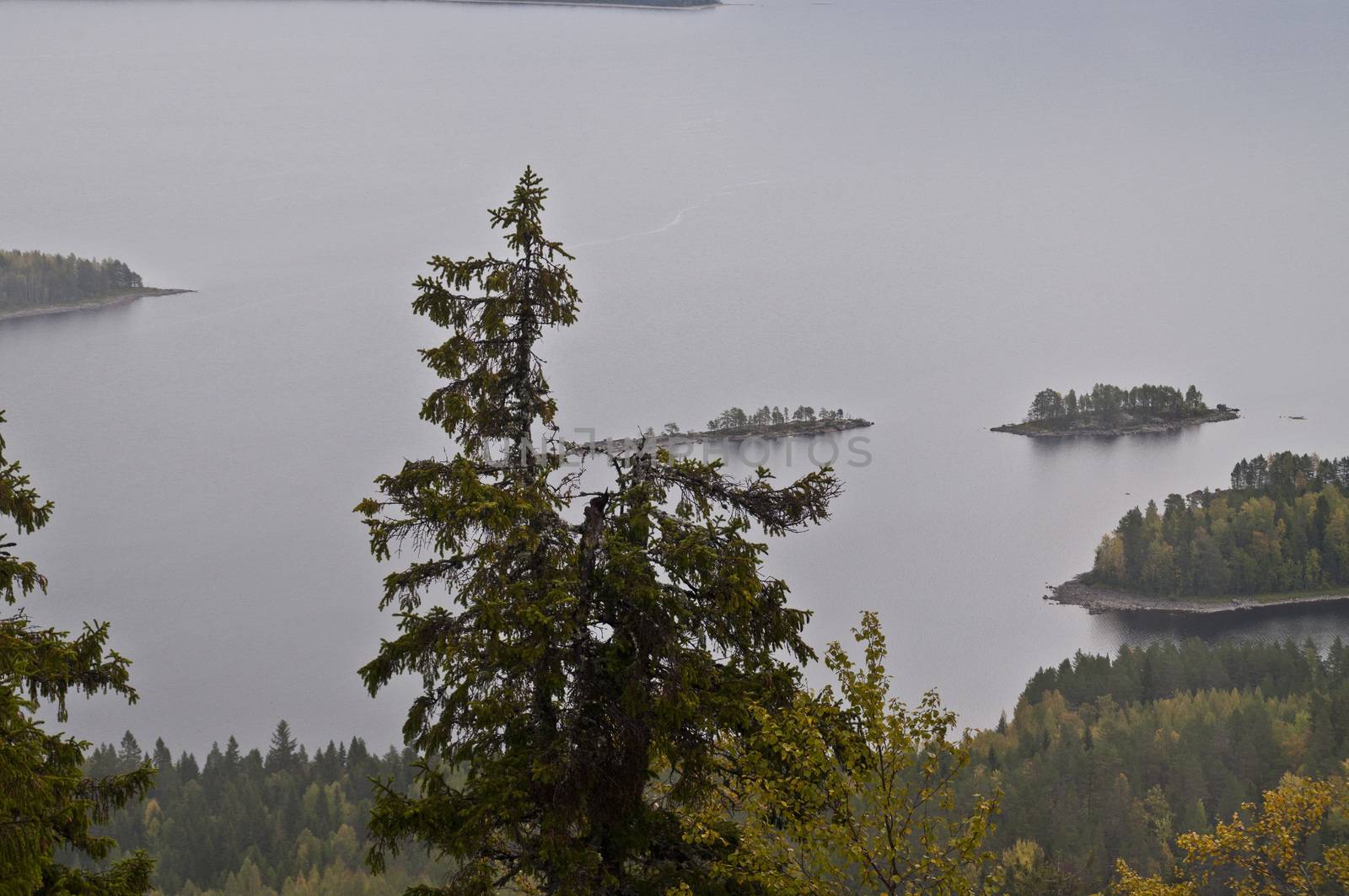 Pine trees in the region of North-Karelia, Finland