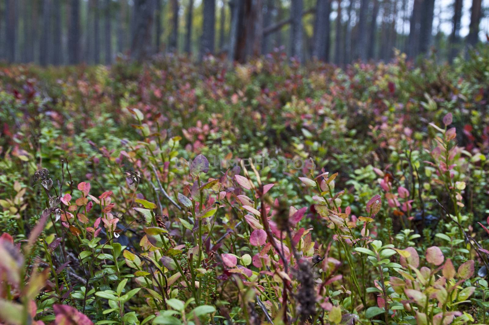 Nature in the region of North-Karelia, Finland