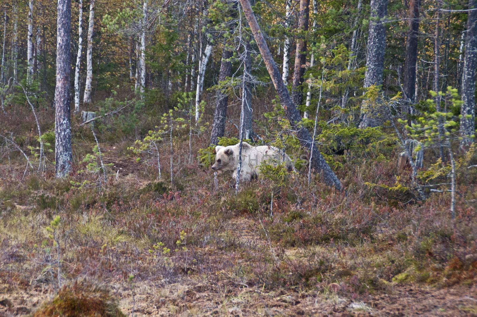 A brown bear in the region of Kainuu, Finland