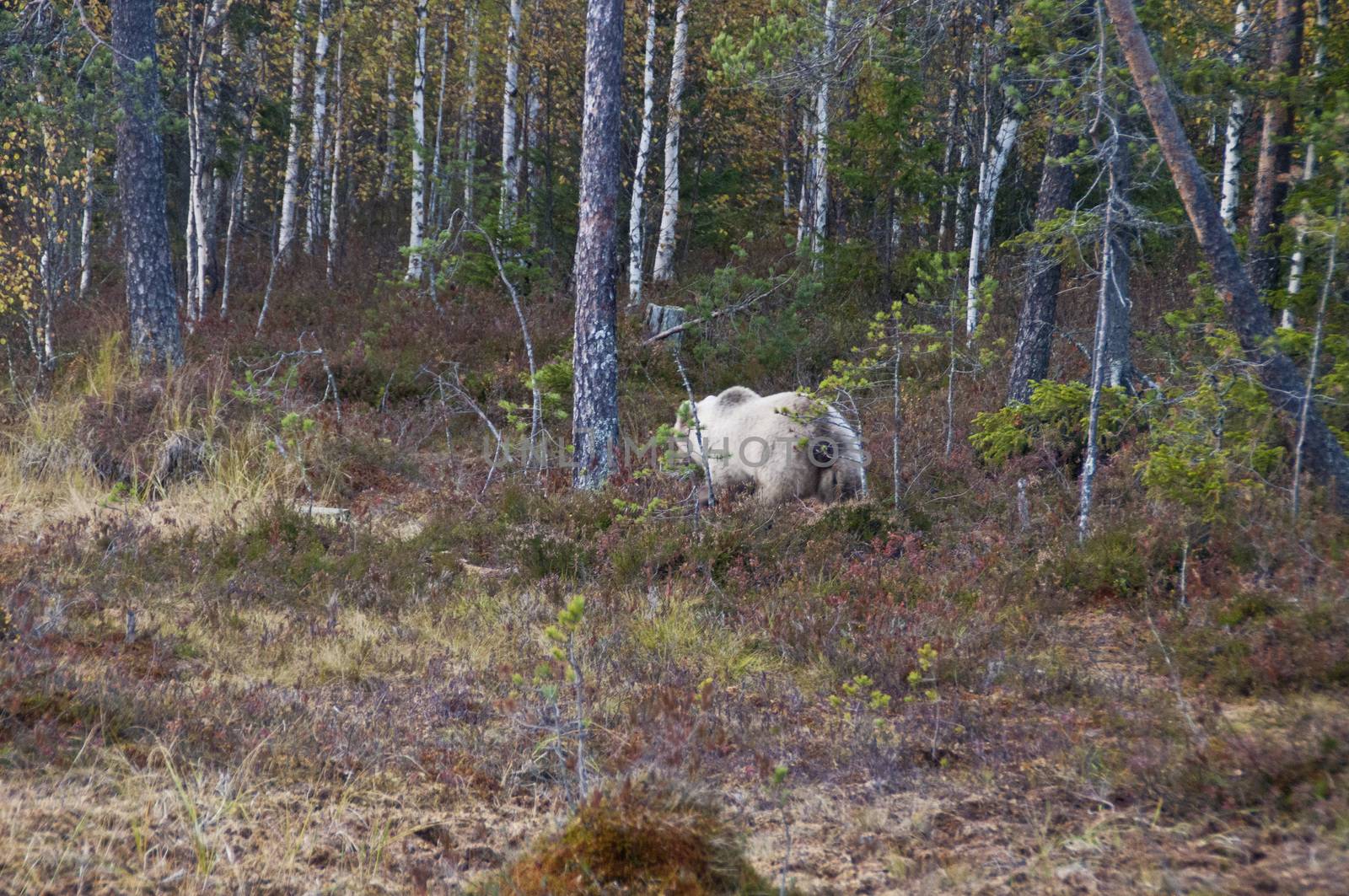 A brown bear in the region of Kainuu, Finland