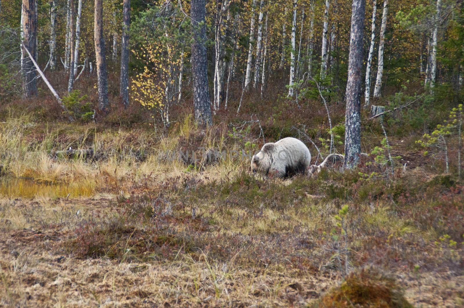 A brown bear in the region of Kainuu, Finland