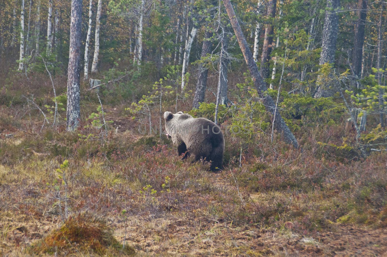 A brown bear in the region of Kainuu, Finland