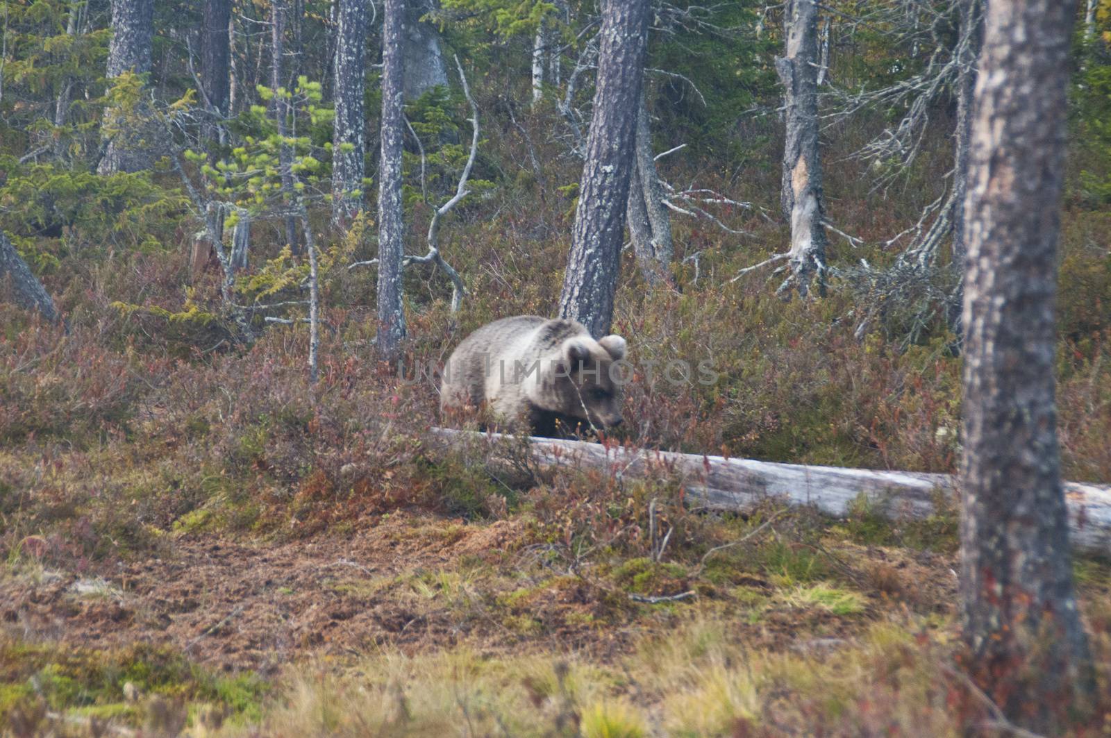 A brown bear in the region of Kainuu, Finland