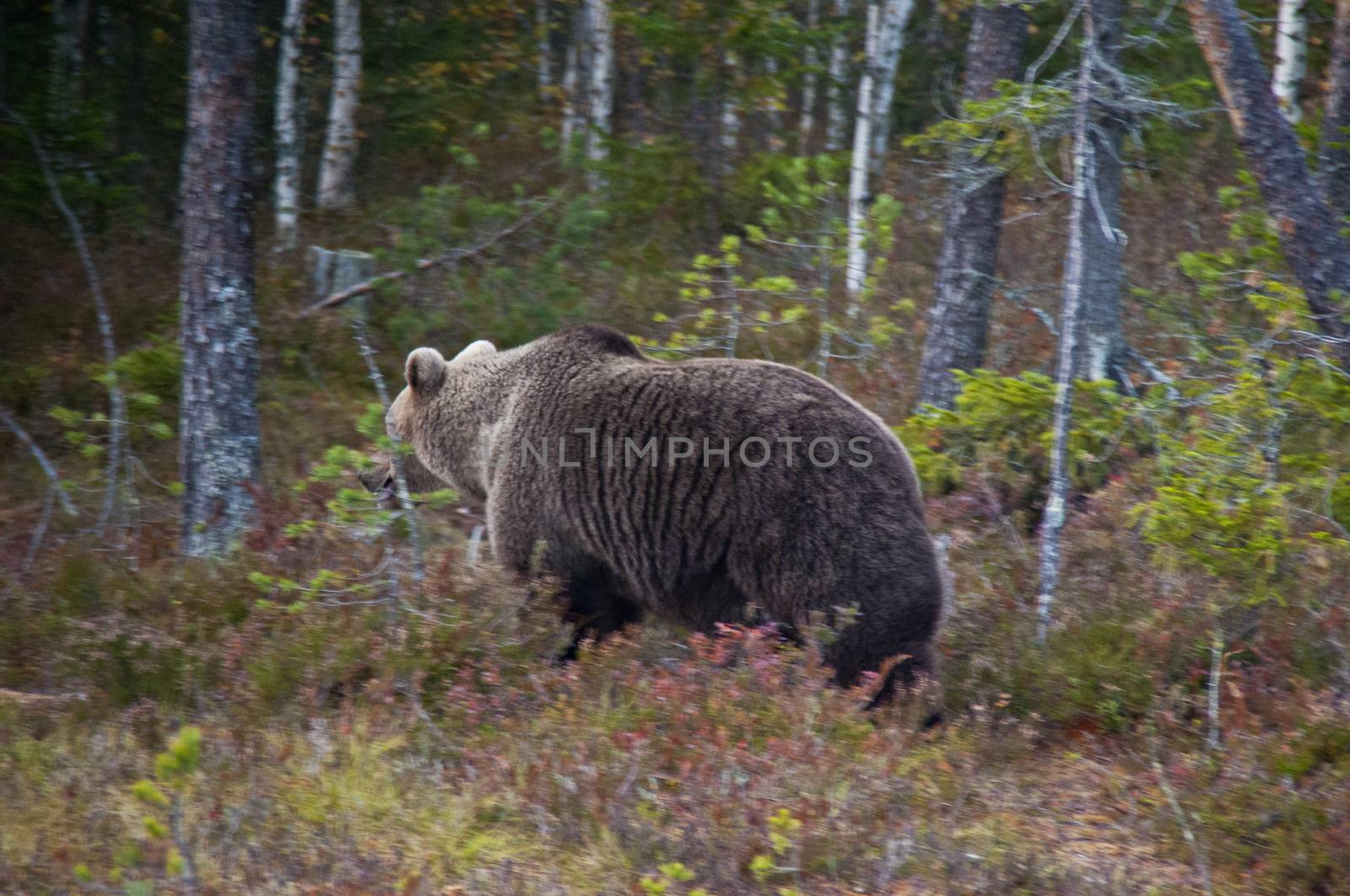 A brown bear in the region of Kainuu, Finland