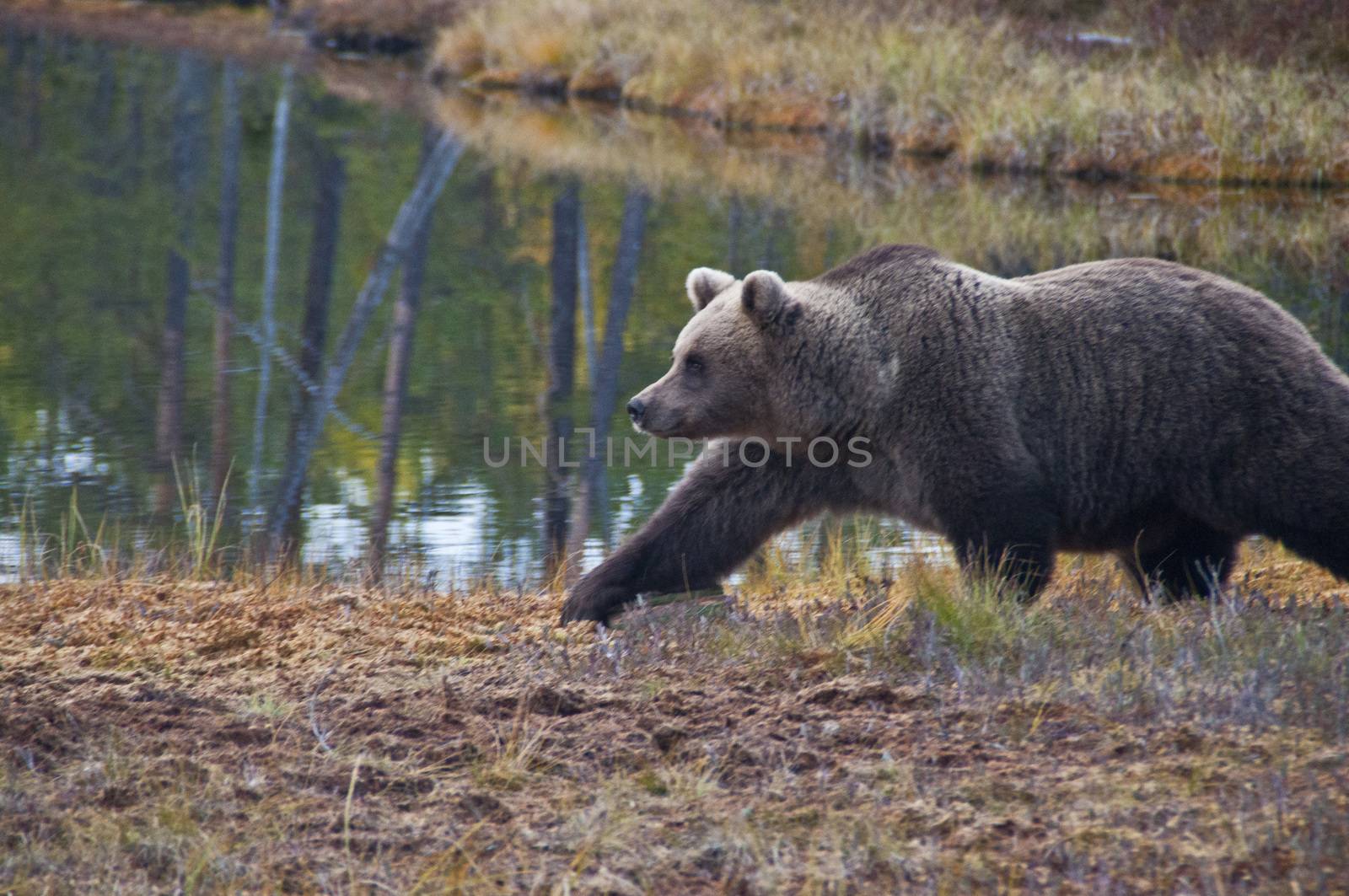 A brown bear in the region of Kainuu, Finland