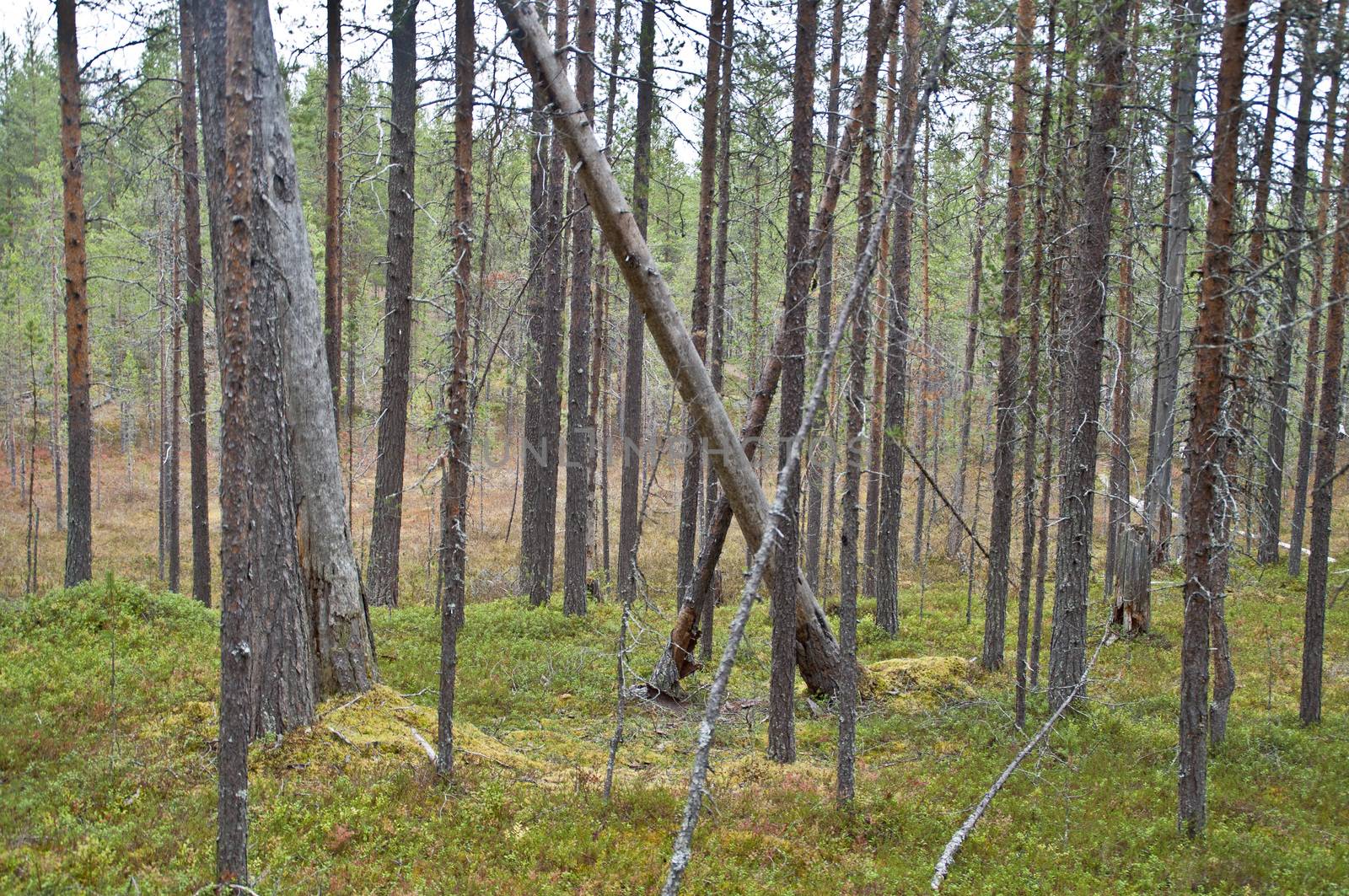 Forest in a national park in East-Finland