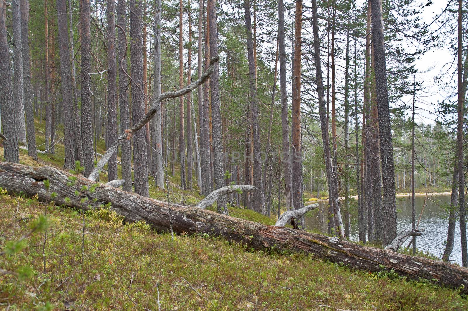 Forest in a national park in East-Finland